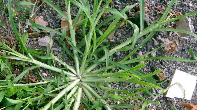 农村的野花野草哪几种可以吃,常见的野花野草却是农家之宝