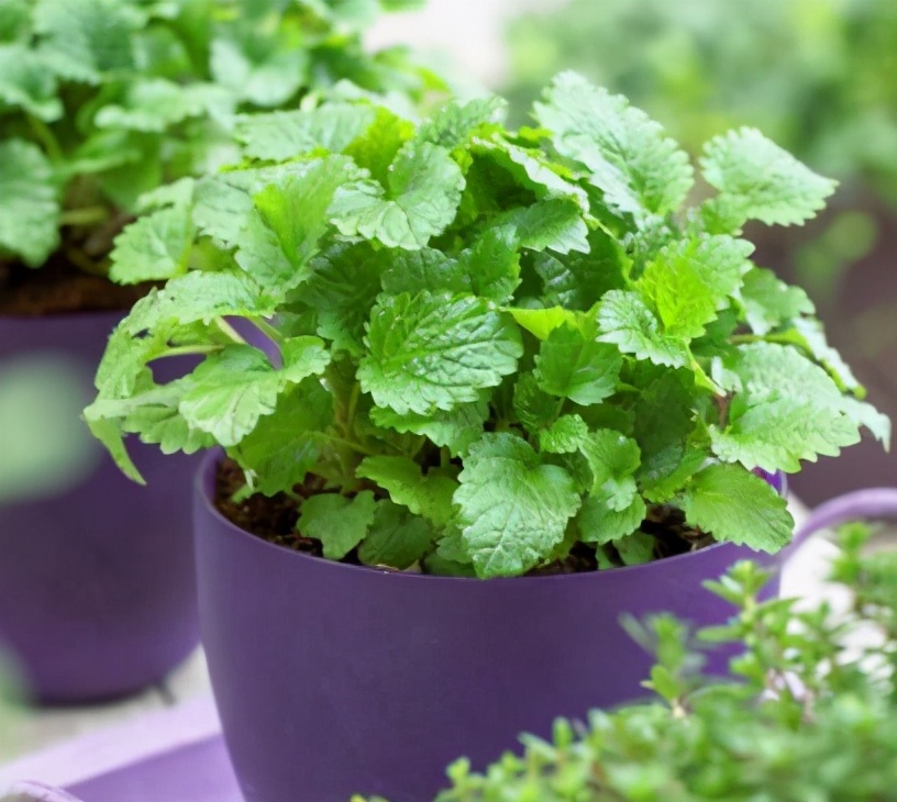 钖勮嵎濡備綍闃叉绐滈珮,鍐閬垮厤钖勮嵎寰掗暱