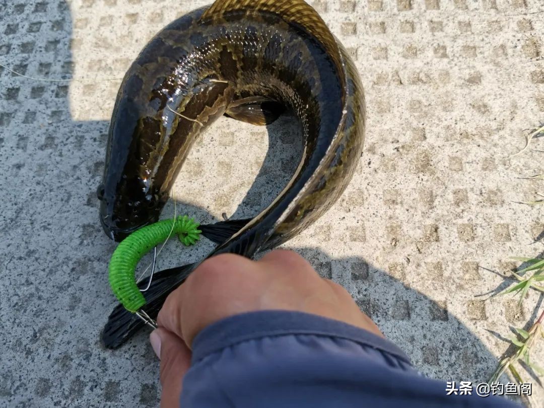 钓黑鱼一定要雷强吗,钓黑鱼用雷强竿什么硬度最好