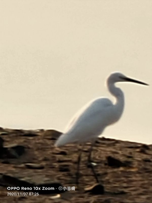 这种鸟很像纤纤美丽的女子，即使梦到了都代表着是吉祥的好事情