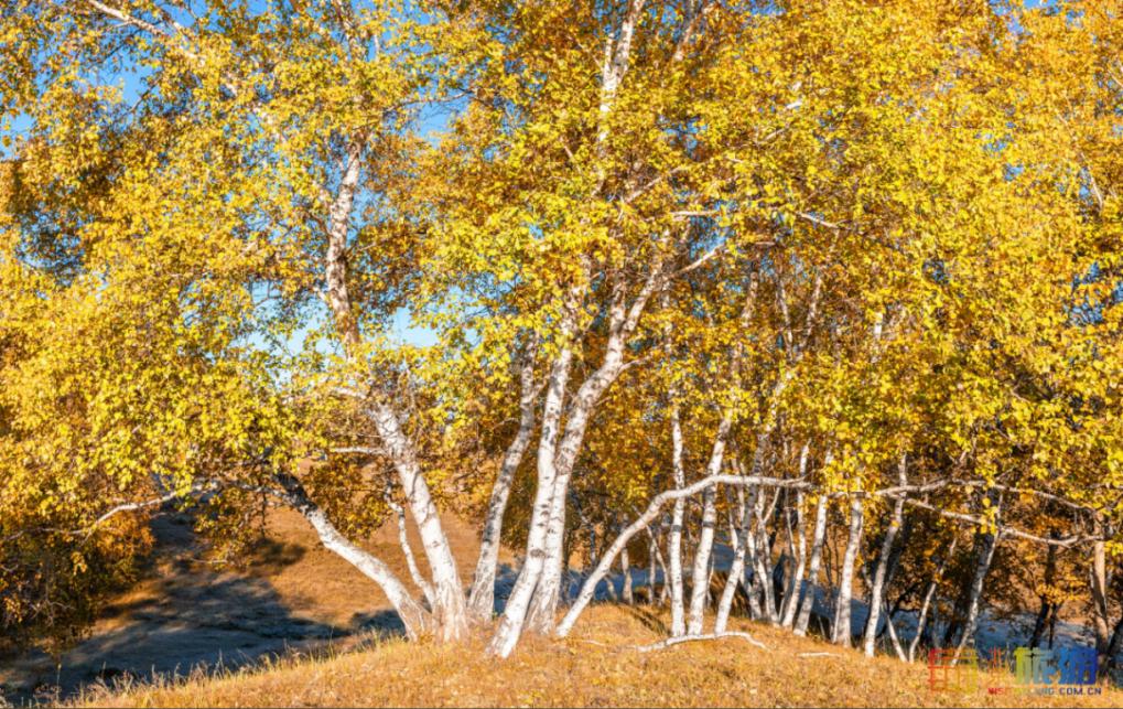 一到秋天，这里就美成了金色天堂！全世界独一份！