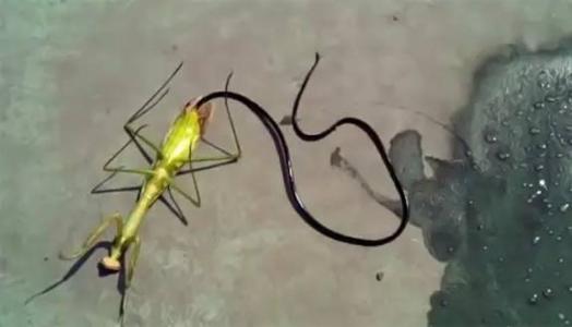 铁线虫寄生人类之后会发生什么,世界上最恐怖的虫子铁线虫