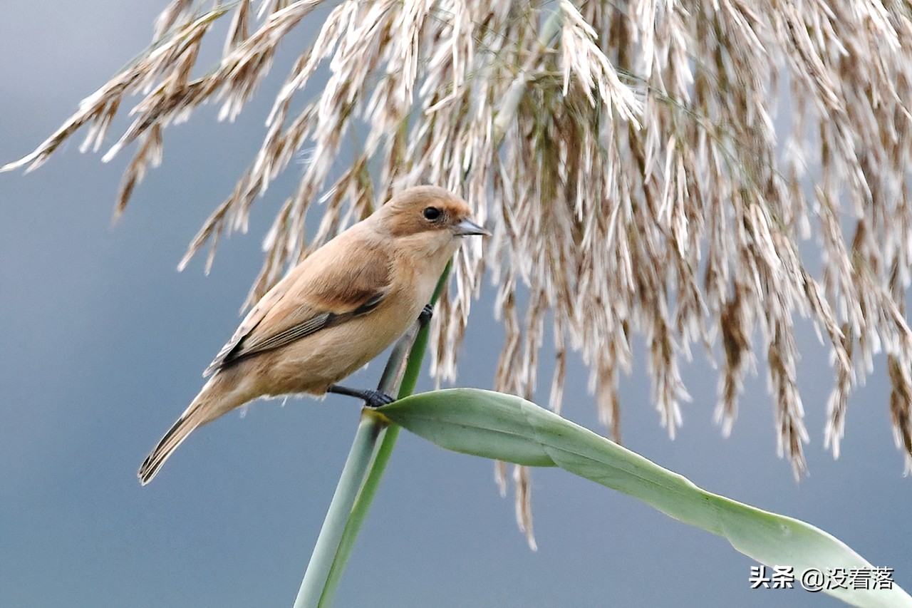 「10.13」北京沙河观鸟日记：收获长尾山椒鸟与中华攀雀