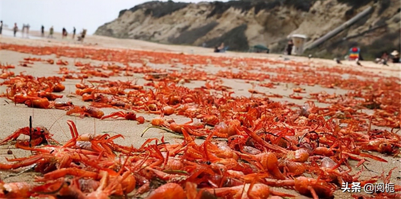 外来入侵物种，除了加拿大一枝黄花、小龙虾，你还知道哪些？