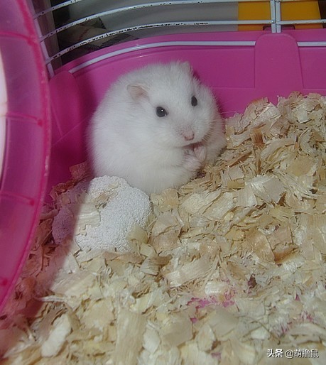 仓鼠怀孕后的注意事项,仓鼠生育注意什么事项图片