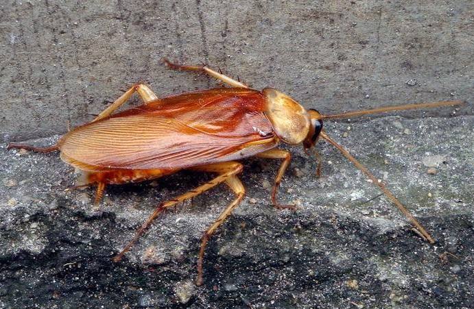 如果家里有蟑螂怎么样才能消灭它,家里有蟑螂要怎样才能消灭掉