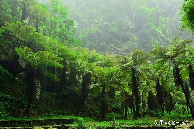 四川自贡市荣县金花,荣县金花乡桫椤谷