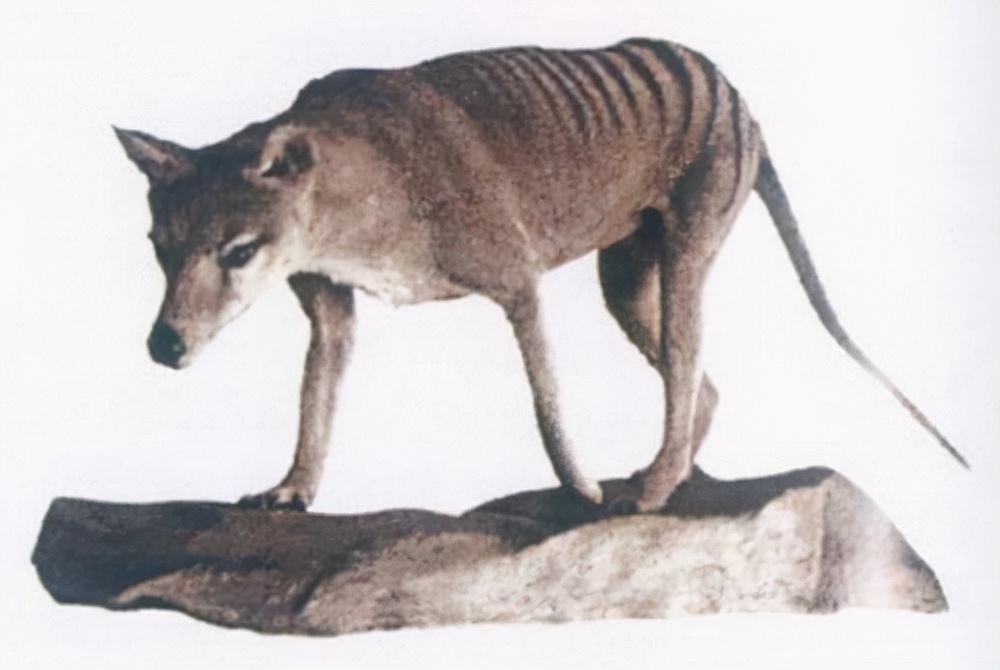 被西方殖民者杀到灭绝的动物,欧洲殖民者灭绝的动物