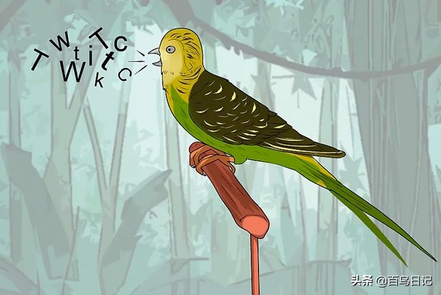 第五十九课：如何理解鸟的肢体语言？