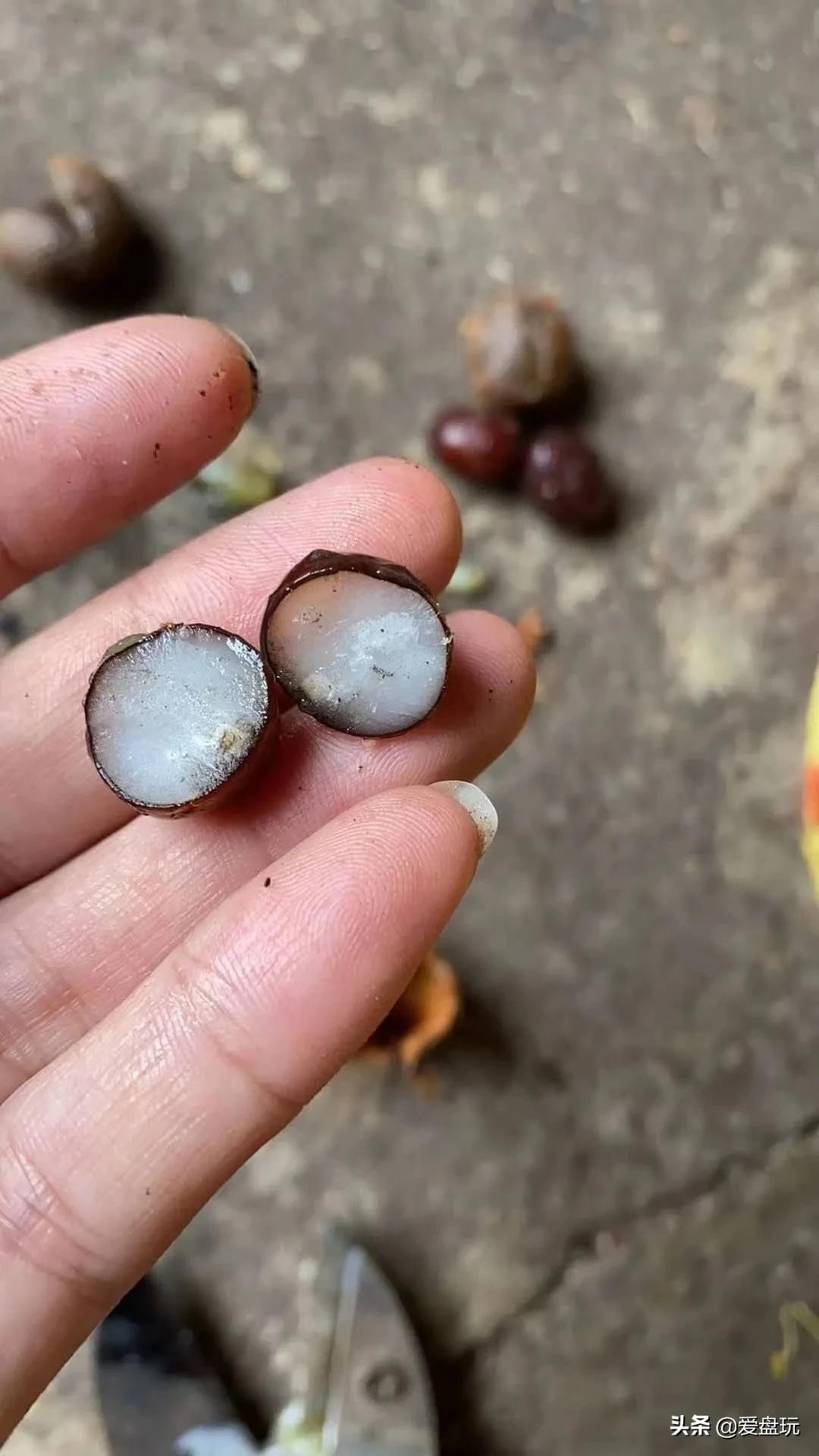 星月菩提没有星的是什么品种,星月菩提只有星没有月