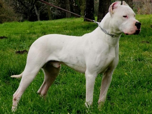 世界上六种猛犬排行榜,世界猛犬的前十名