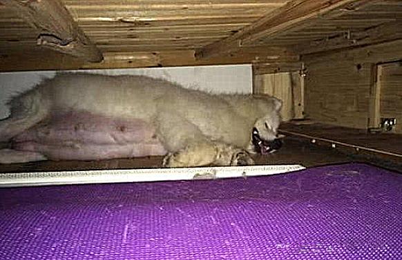 萨摩怀孕生下崽子,萨摩怀孕