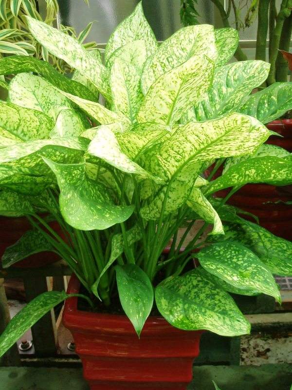 背向阳台适合养什么花,什么花适合在背阴处养