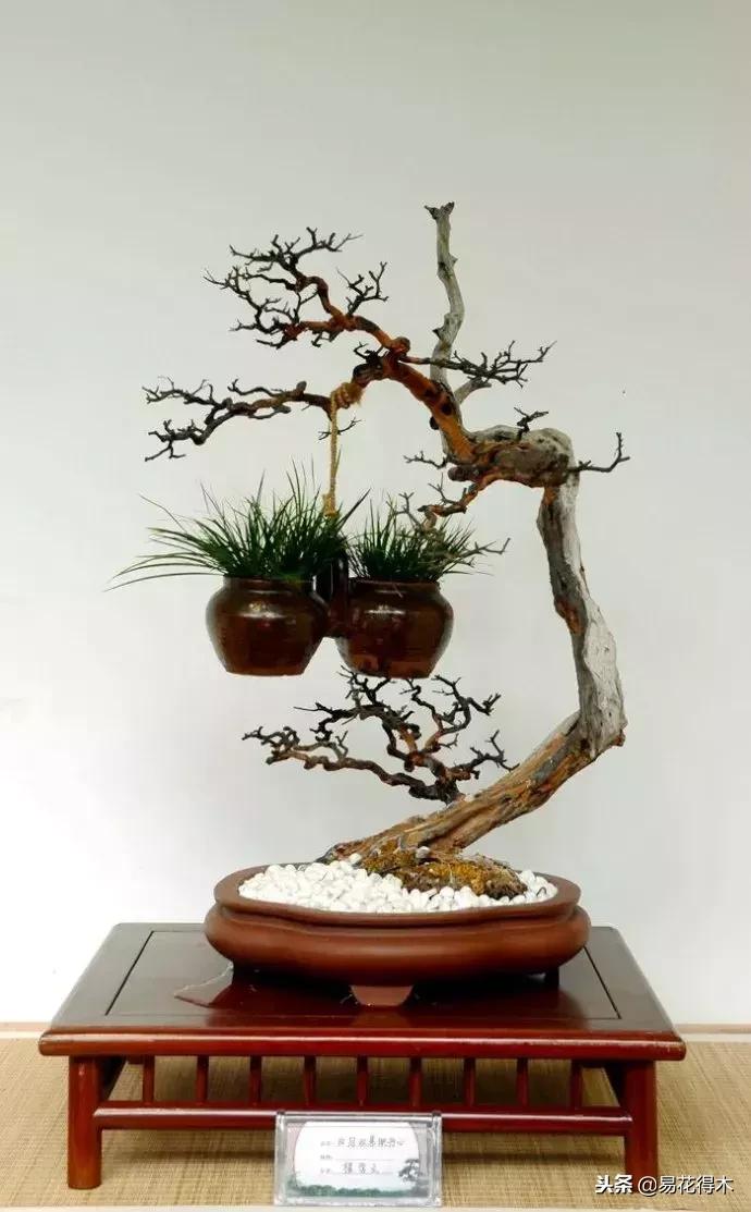 盆景构造及构成,树桩盆景鉴赏技巧