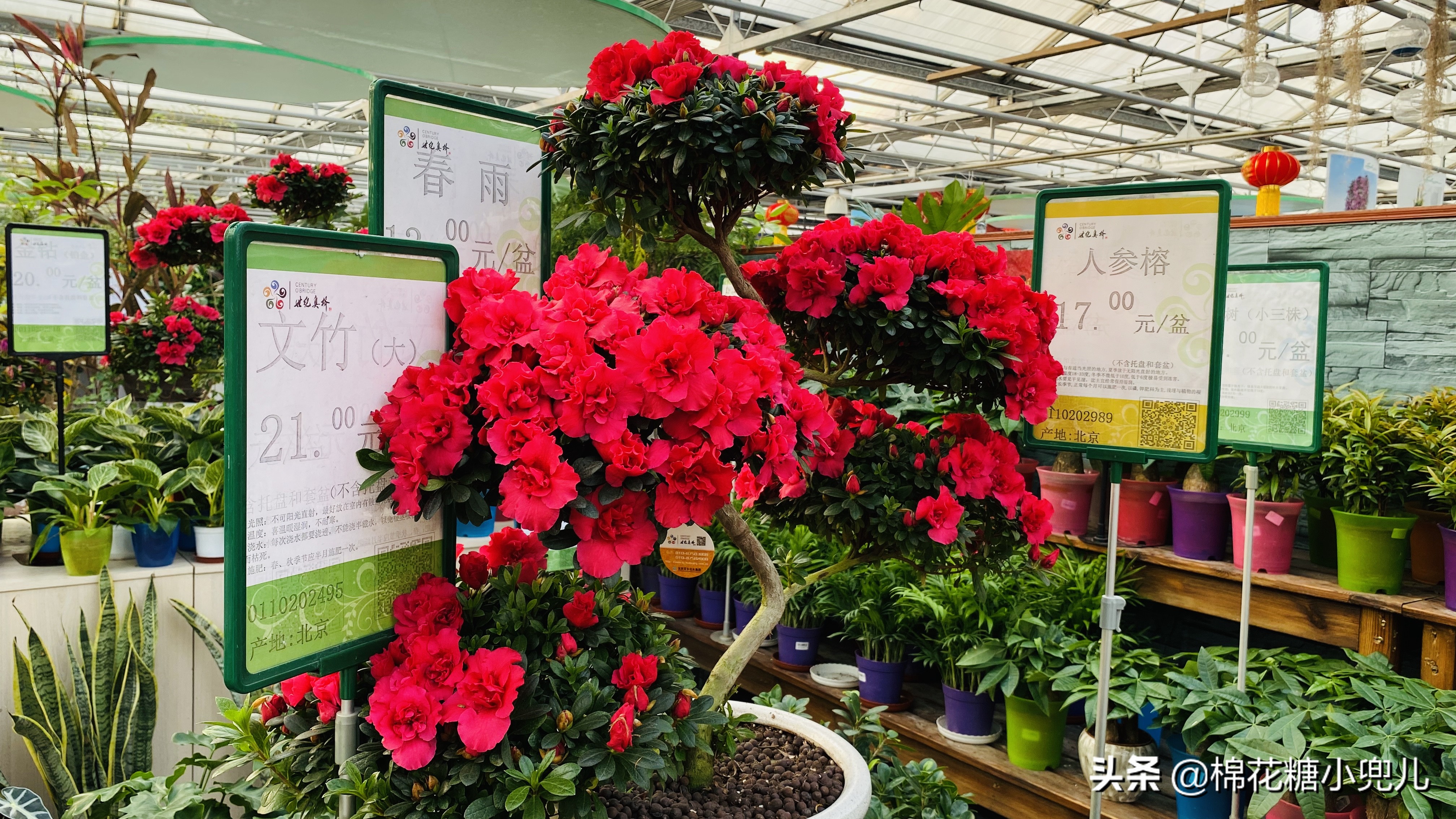 北京最大花卉绿植市场,北京最便宜绿植花卉市场