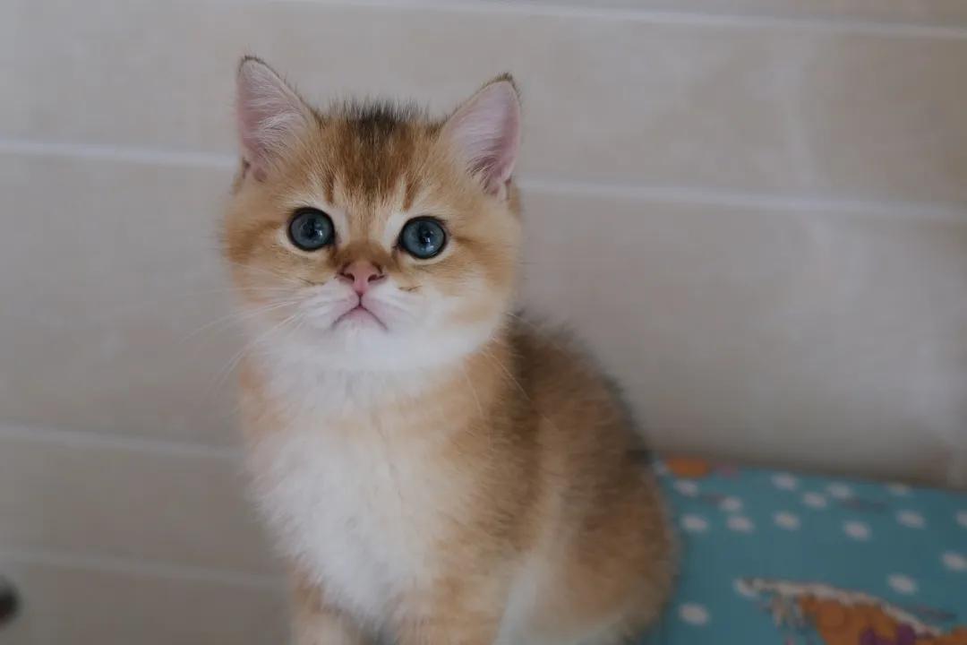 猫咪遇到危险找谁救援,猫咪被撞内伤几天恢复