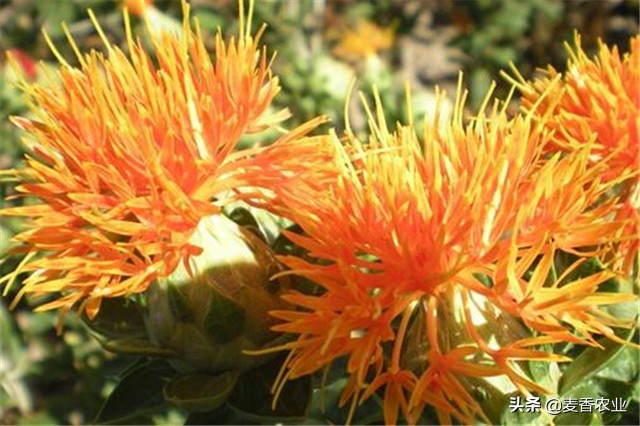 红花的种植方法与注意事项,红花种植方法及注意事项