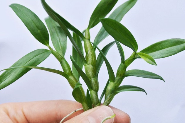 石斛叶子发黄脱落什么原因,喉红石斛叶子发黄变黑