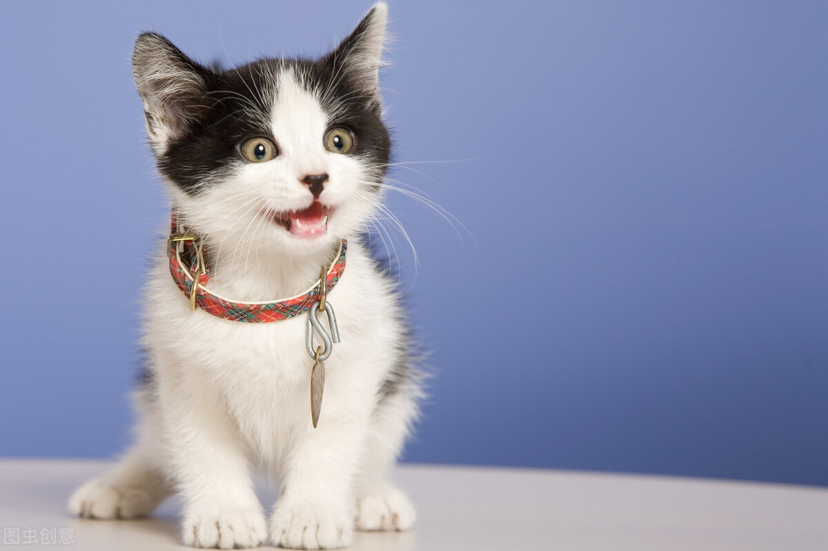 伟嘉猫粮为什么是毒猫粮,伟嘉猫粮品种怎么样