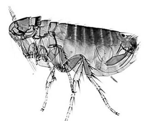 跳蚤传染什么疾病,跳蚤一直吸血怎么办