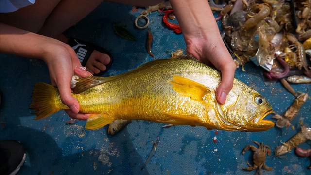 浙江渔民捕获7斤重野大黄鱼,浙江舟山大黄鱼价格