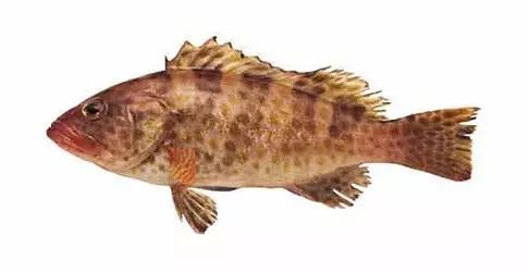 世界顶级海鲜鱼类,史上最完整鱼类海鲜图鉴