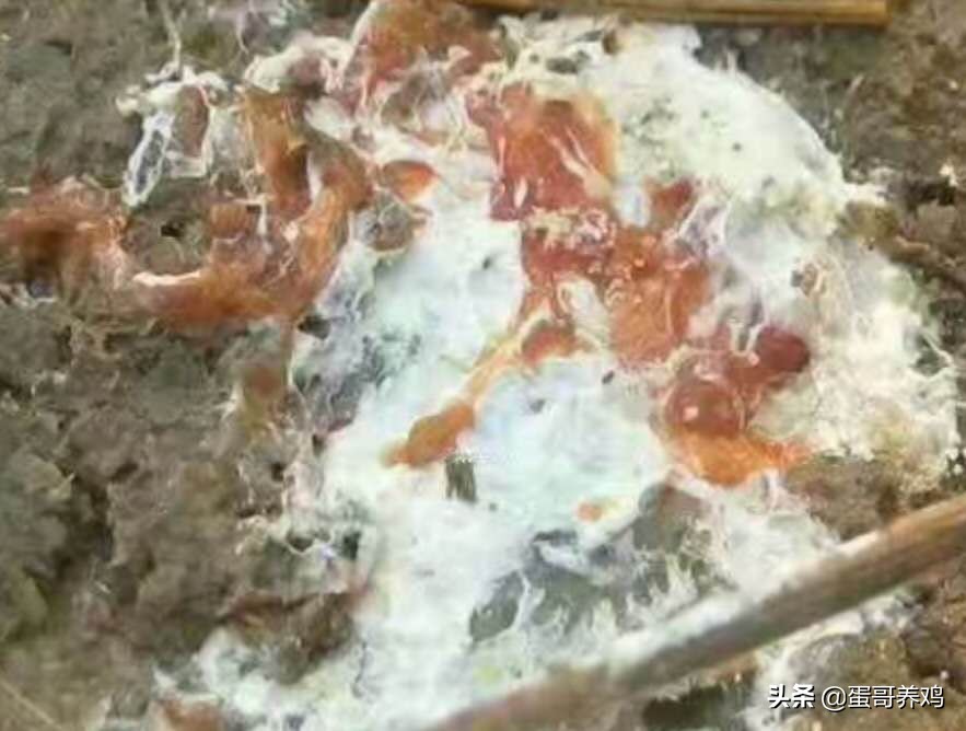 鸡拉红粪是什么原因,养鸡拉白粪用什么药