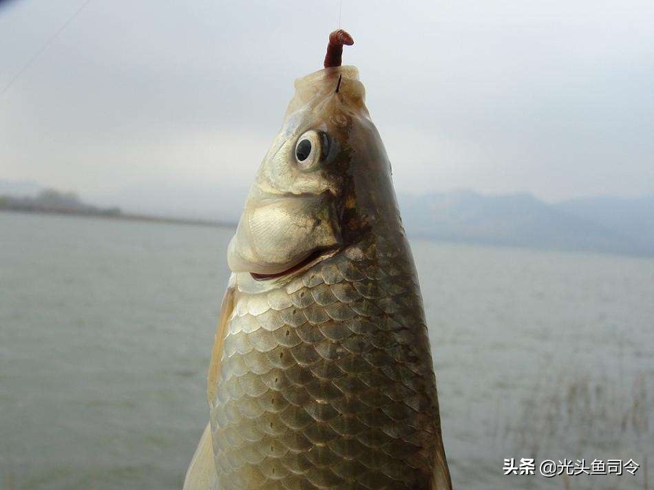 水里的鱼类，为啥爱吃蚯蚓？难道是水草吃多了，想吃肉？