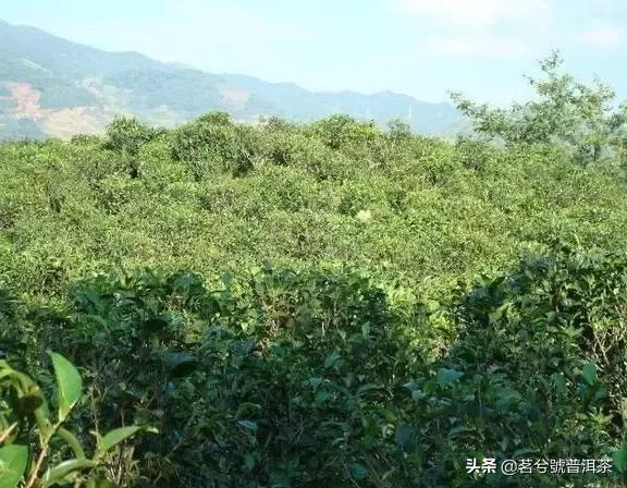 老徐谈普洱茶知识,老徐谈茶易武茶