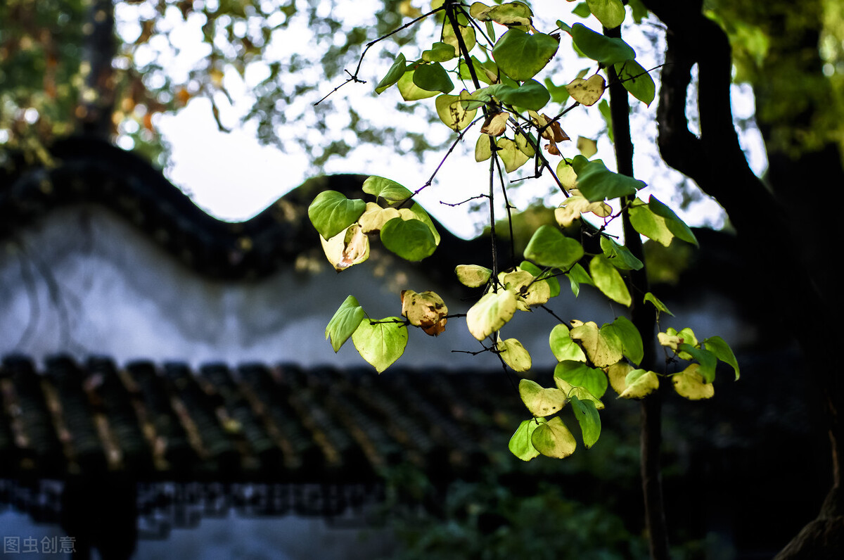 江南的秋天,温柔诗意,漫步姑苏城感受岁月静好,人间值得