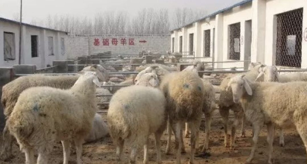 养殖种植合作社详细介绍,养殖合作社的经营管理方法