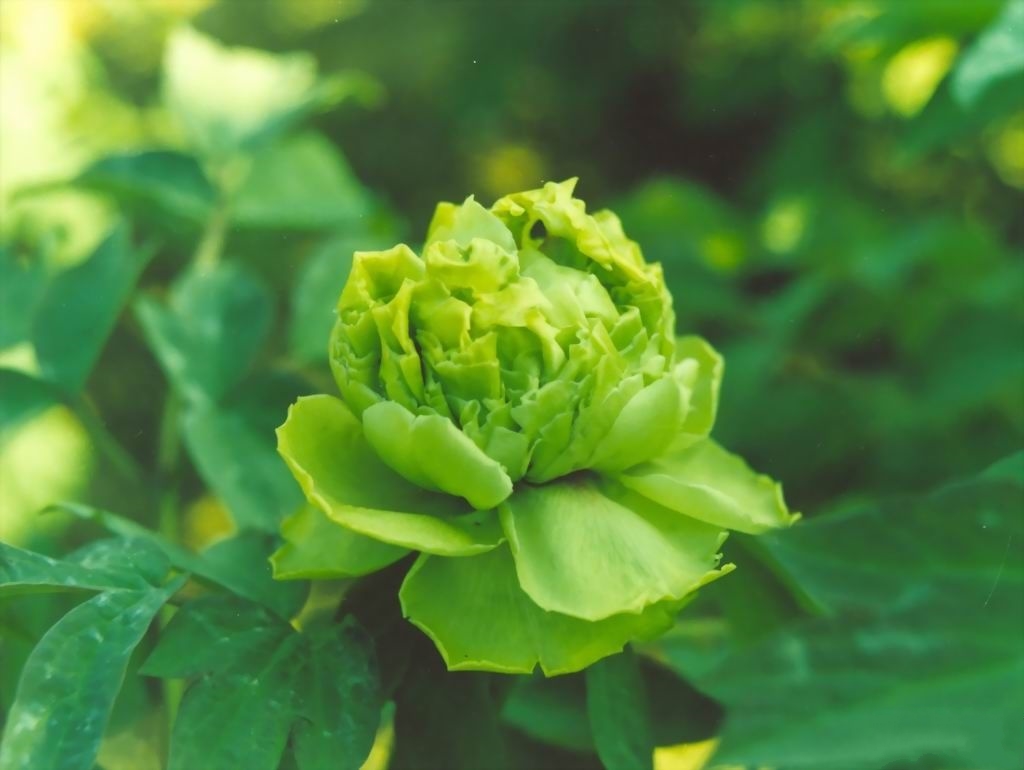 烂根不发芽的牡丹花还有用吗,牡丹花烂根泡完怎么栽种