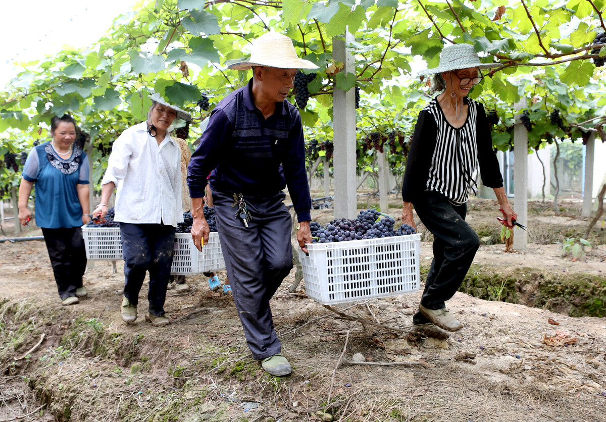 农村办理农场怎样申请,60亩山地果园可以申请家庭农场吗