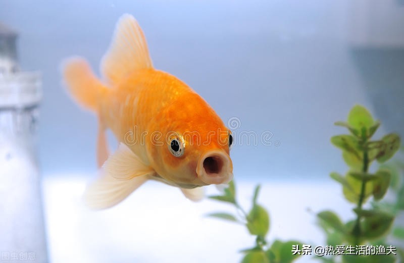 小金鱼好养吗养金鱼三大禁忌,小金鱼的饲养方法与日常护理