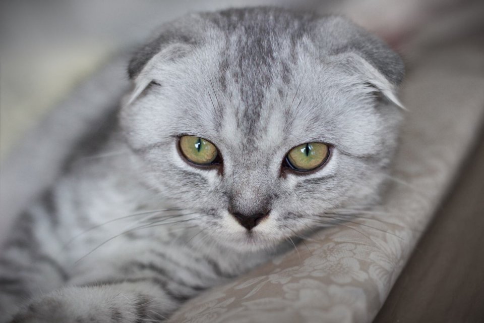 一分钟带你了解常见猫的品种,猫咪品种大全教你认清猫咪的种类