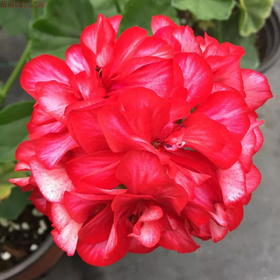 10种天竺葵,天竺葵100种图片大全