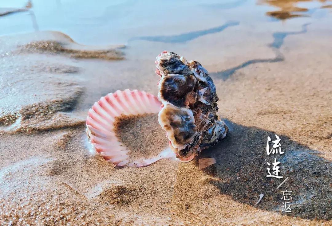 沙雕海洋乐园简介,沙雕海洋乐园秦皇岛