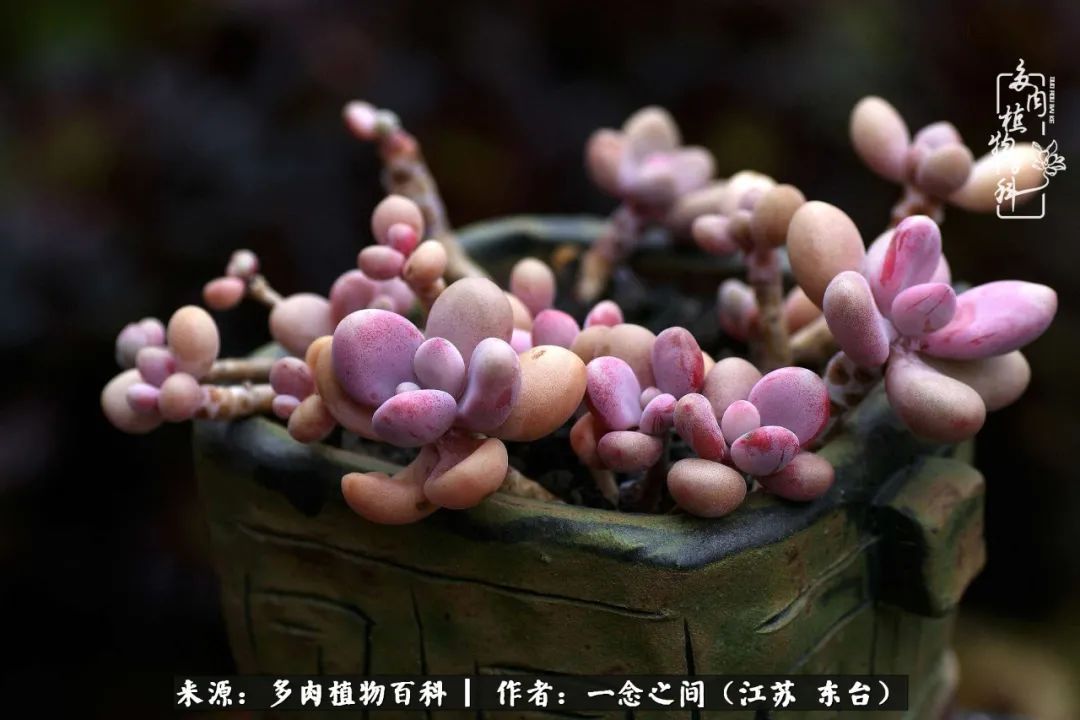 遇见花开蓝莓糖,遇见花开蔬菜沙拉酱