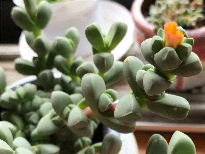 什么多肉夏天也可以继续生长,教你十大多肉养护技巧