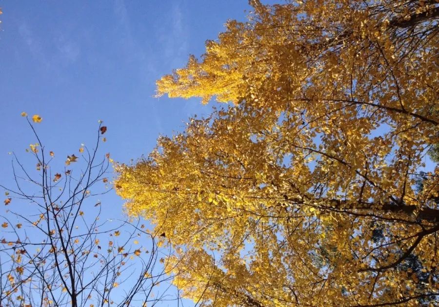 温州秋冬的银杏树确实美,温州最原生态银杏