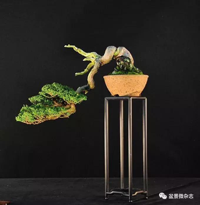 回旋飘枝盆景,飘枝临水盆景