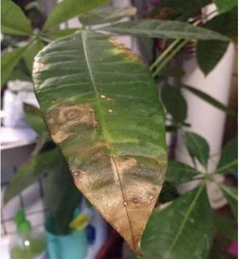 室内招财树怎么养护叶子不发黄,招财树树叶发黄掉落是什么原因