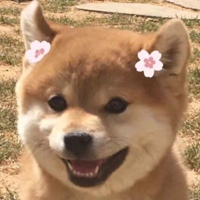 一些可爱又沙雕的文案,一些可爱又沙雕的句子