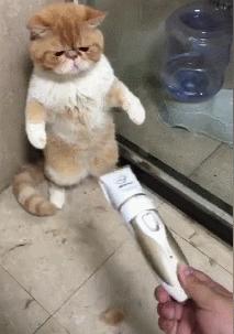 我给猫花的冤枉钱，能在广州买一套房