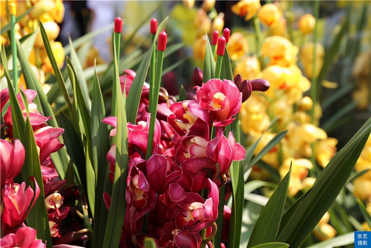 广州逛花市去哪里最好,广州岭南花卉市场人气旺似行花街