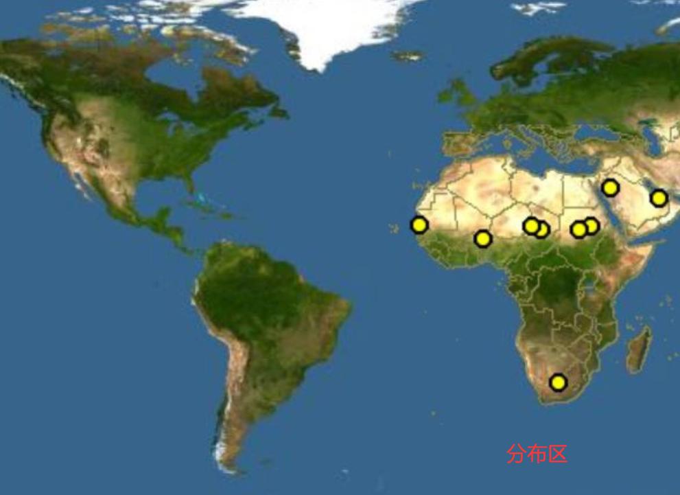 苏卡达陆龟被丢垃圾桶了,苏卡达陆龟乌龟火化