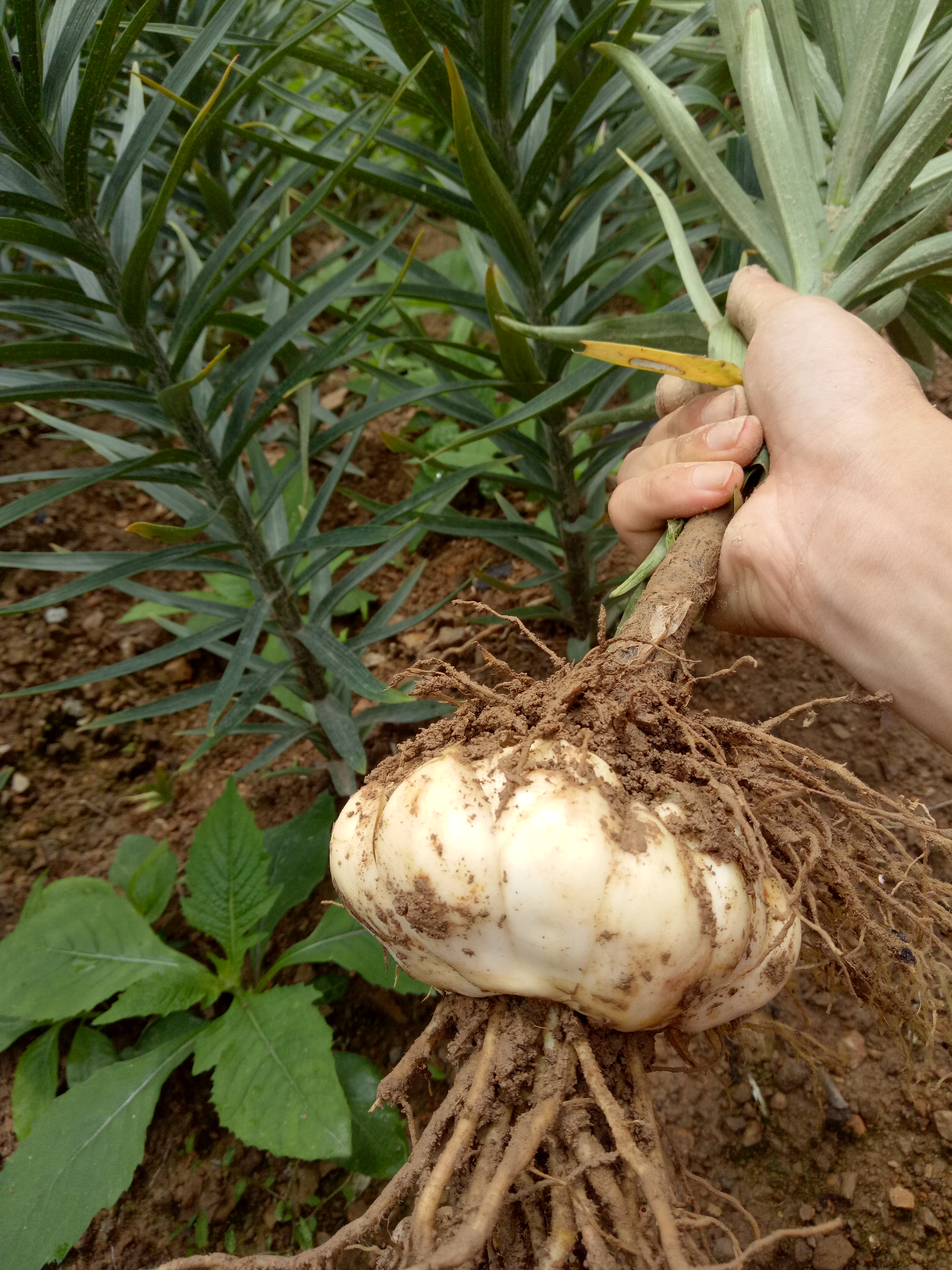 百合可以一盆养4棵吗,一枝多个花苞百合能分开养吗