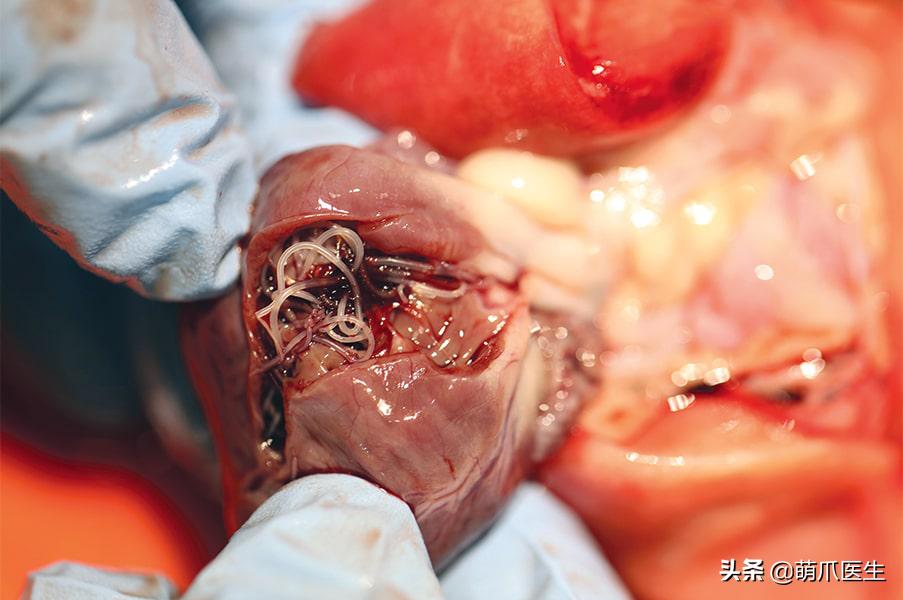 一只蚊子带来的灾难,一只蚊子毁了一个晚上的睡眠