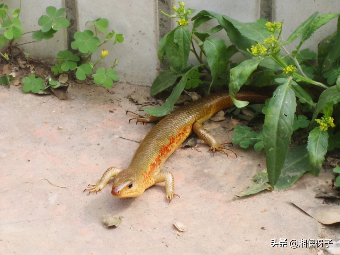 俗称“山泥鳅”,80后把它当宠物,却不知价值珍贵,如今少见了