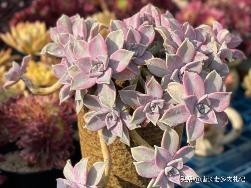 雾里看花——韩国初恋和韩彩莲身世成谜,它们会是同一种多肉吗?